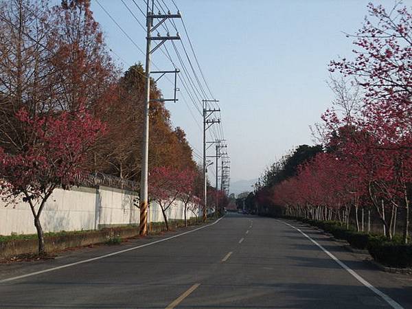 台中市 新社區 櫻木花道 (41).JPG