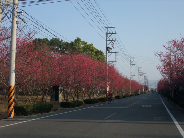 台中市 新社區 櫻木花道 (44).JPG