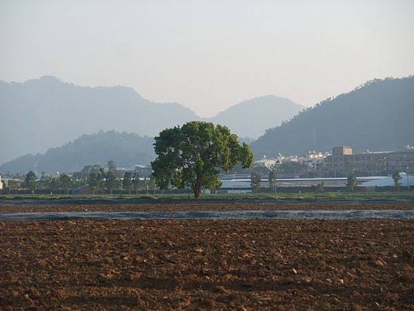 台中市 新社區 櫻木花道 (58).JPG