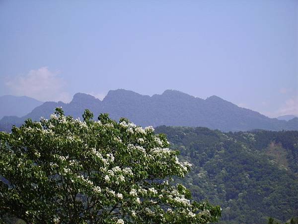 大分林山 (183).jpg