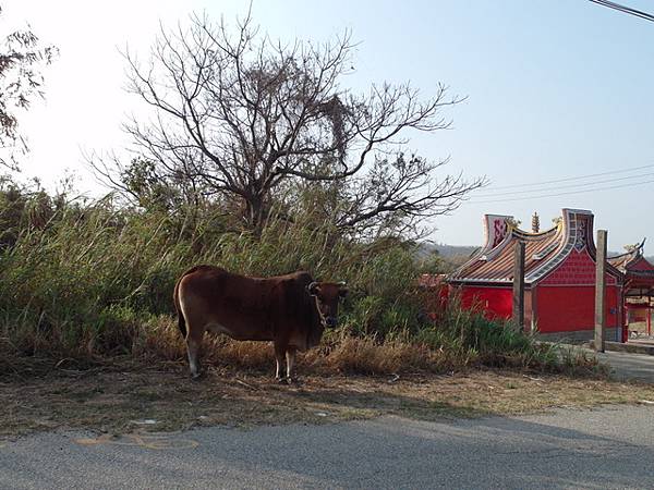 翟山坑道 (4).JPG
