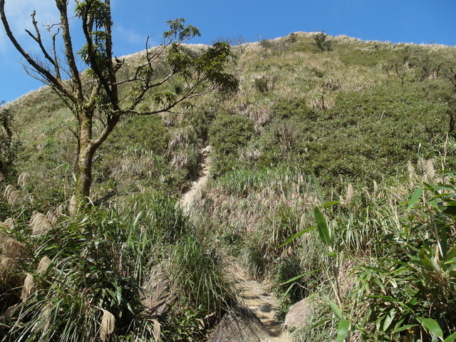 抹茶山 (184).jpg