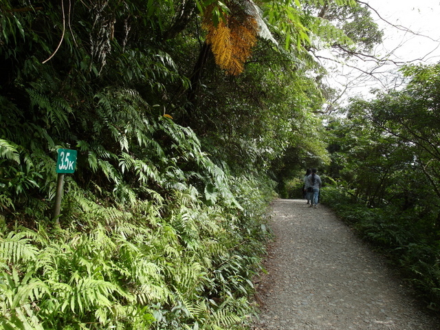 抹茶山 (251).jpg