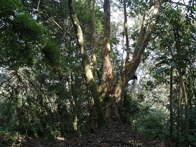 風櫃斗山 (131).JPG