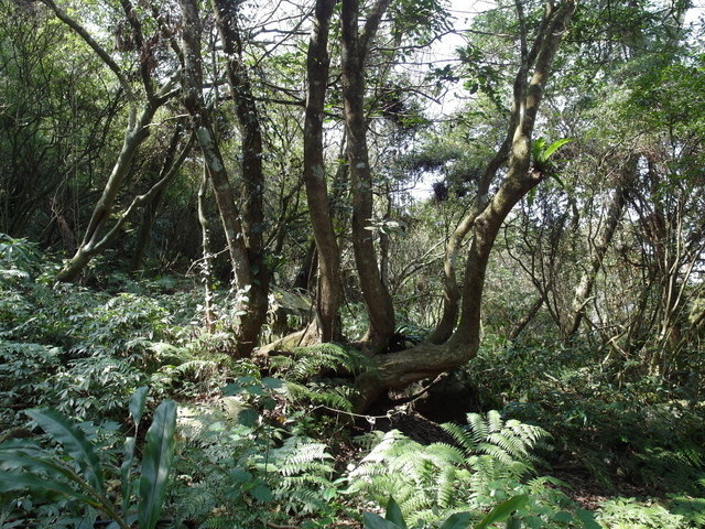 風櫃斗山 (138).JPG