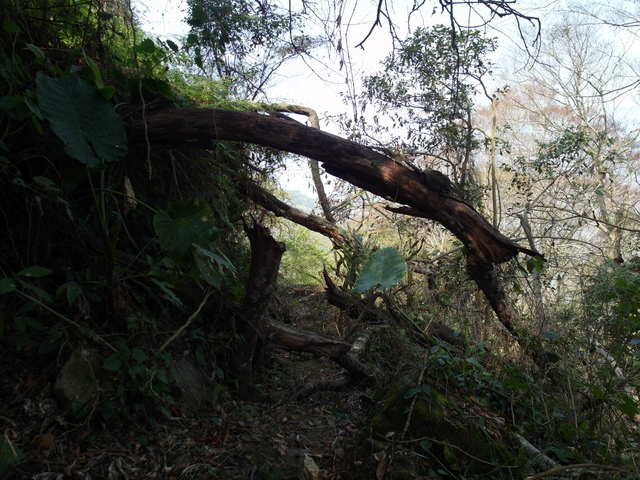 風櫃斗山 (162).JPG