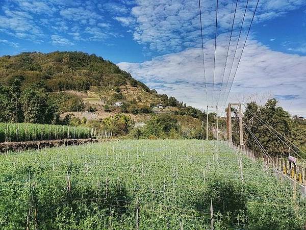 投 91 線鄉道 (40).jpg