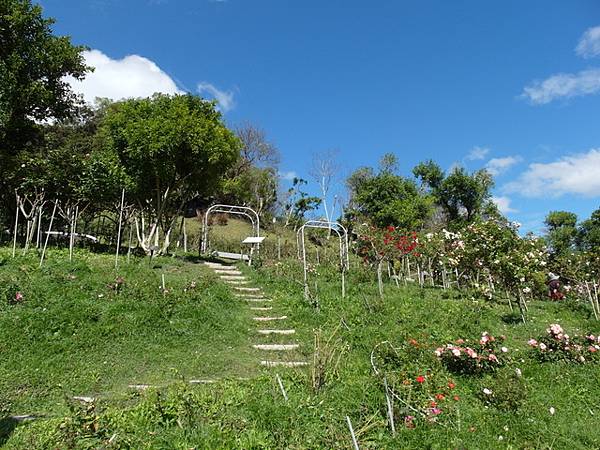 雅聞七里香玫瑰森林 (4).JPG