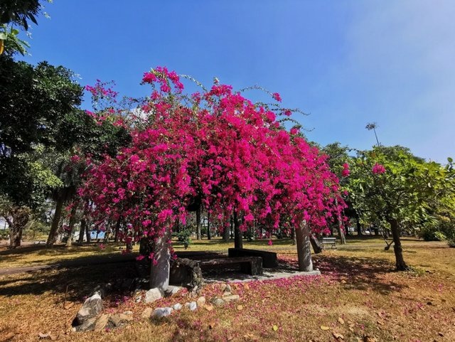 鳳鼻頭漁港 (22).jpg