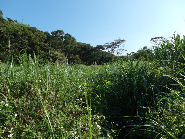 牛埔寮古道 (64).JPG