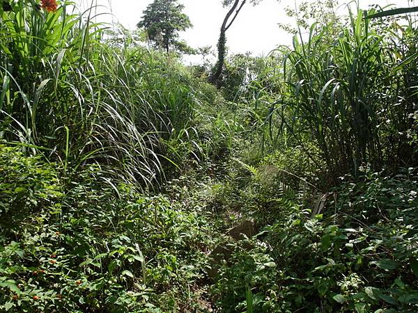 牛埔寮古道 (90).JPG