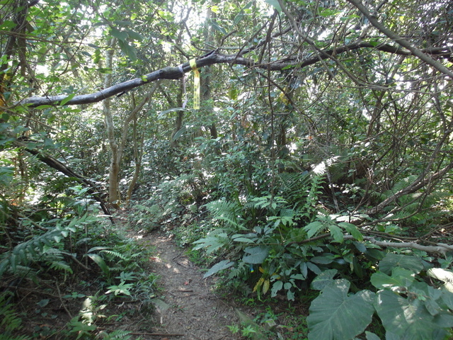 牛埔寮古道 (103).JPG