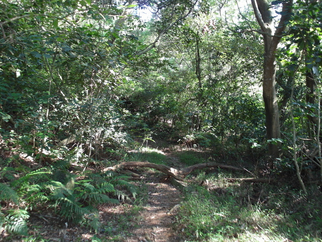 牛埔寮古道 (106).JPG