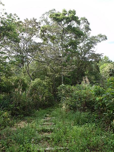 小分林山 (27).JPG