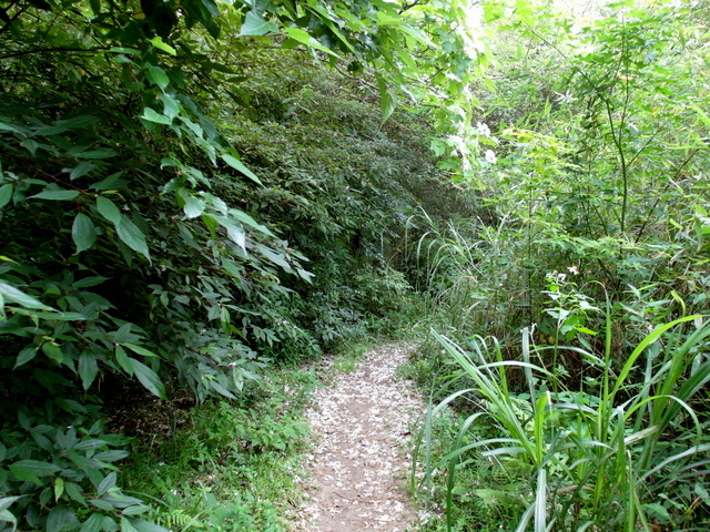 楓櫃斗湖步道 (156).JPG