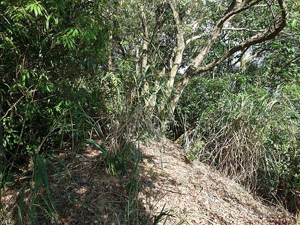 御史坑山 (72).JPG