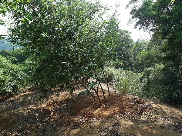 御史坑山 (74).JPG