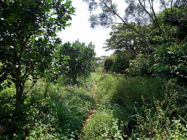 牛埔寮古道 (203).JPG