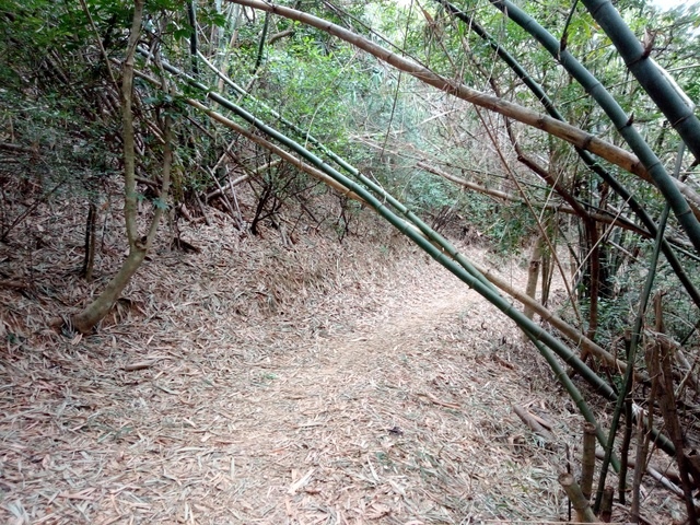 高峰植物園 (174).JPG