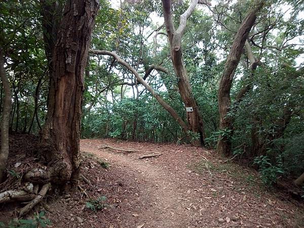 高峰植物園 (182).JPG