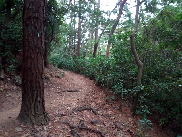 高峰植物園 (188).JPG