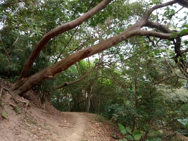 高峰植物園 (208).JPG