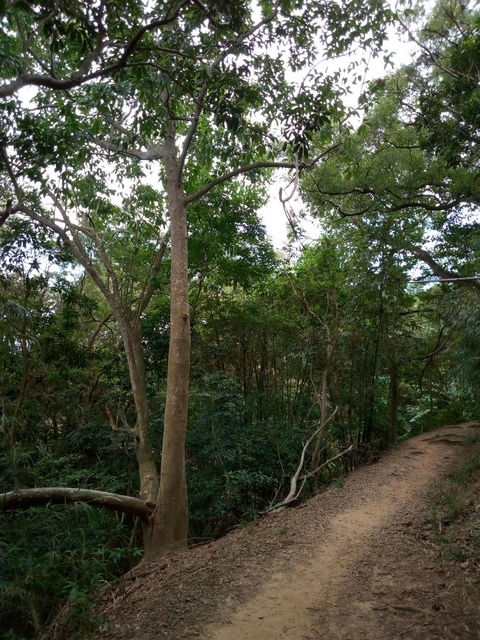 高峰植物園 (212).JPG