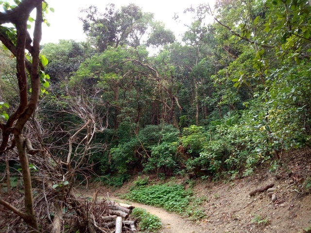 高峰植物園 (209).JPG