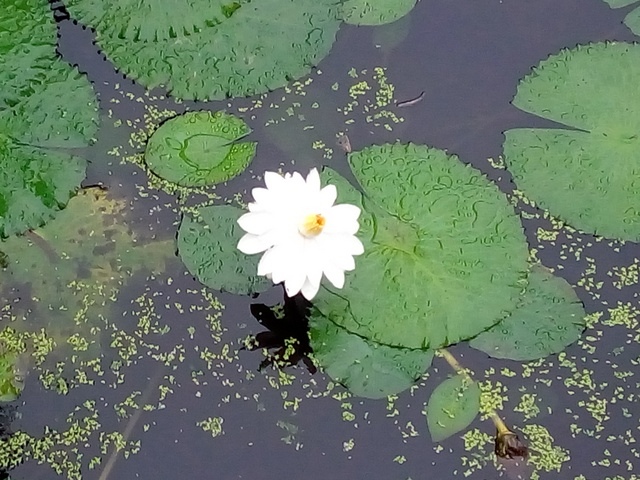 仁山植物園 (8).JPG