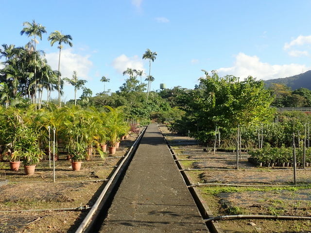 仁山植物園 (111).JPG