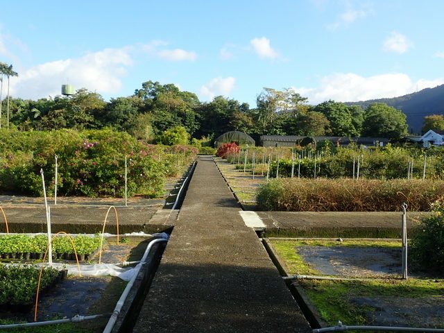 仁山植物園 (125).JPG