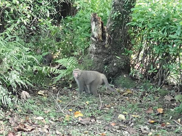 仁山植物園 (160).JPG