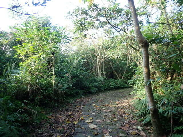 仁山植物園 (203).JPG