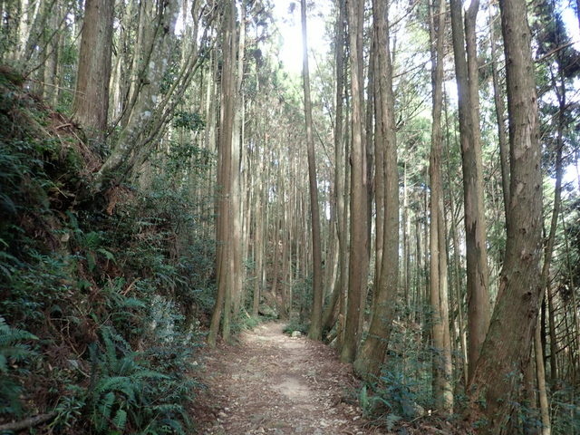 橫嶺山步道 (48).JPG