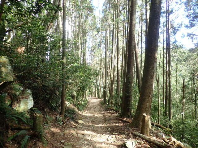橫嶺山步道 (49).JPG