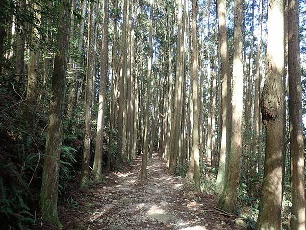 橫嶺山步道 (57).JPG