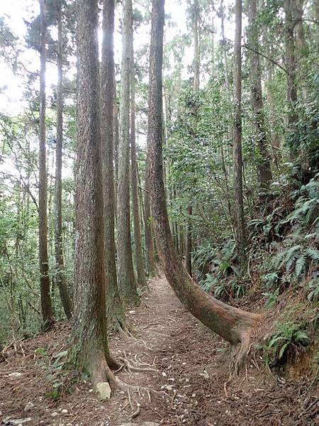 橫嶺山步道 (70).JPG