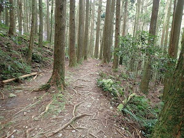 橫嶺山步道 (72).JPG