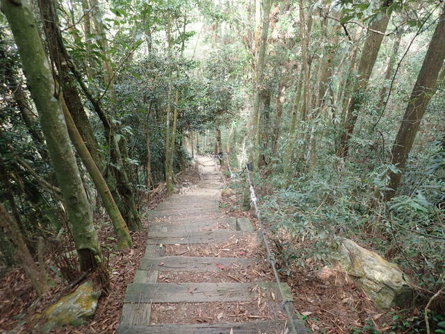 橫嶺山步道 (82).JPG