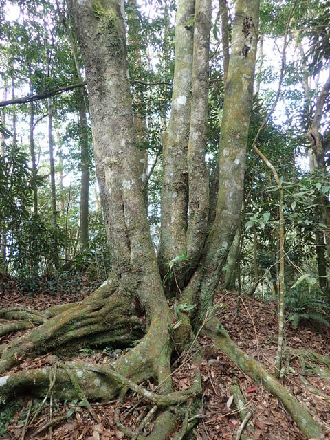 橫嶺山步道 (91).JPG