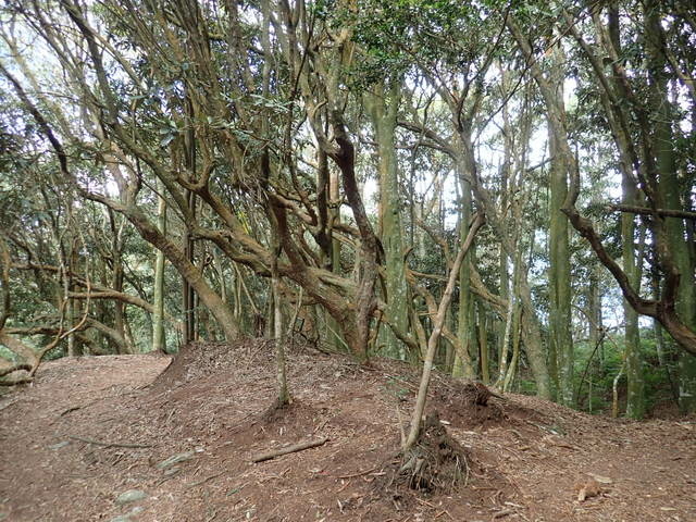 橫嶺山步道 (92).JPG