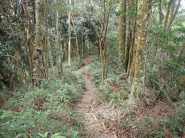 橫嶺山步道 (98).JPG