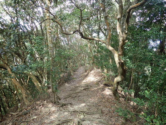 橫嶺山步道 (104).JPG