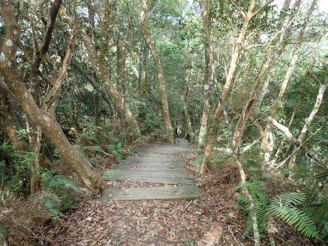 橫嶺山步道 (105).JPG