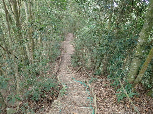 橫嶺山步道 (111).JPG