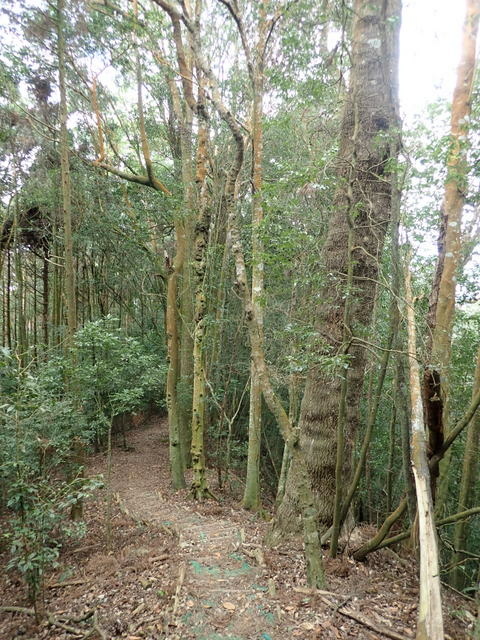 橫嶺山步道 (116).JPG