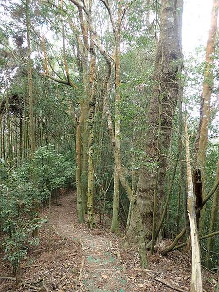 橫嶺山步道 (116).JPG