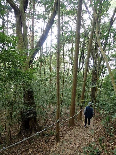 橫嶺山步道 (118).JPG