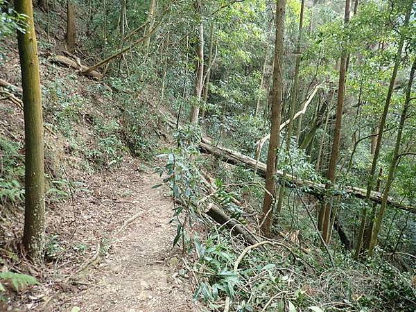 橫嶺山步道 (130).JPG