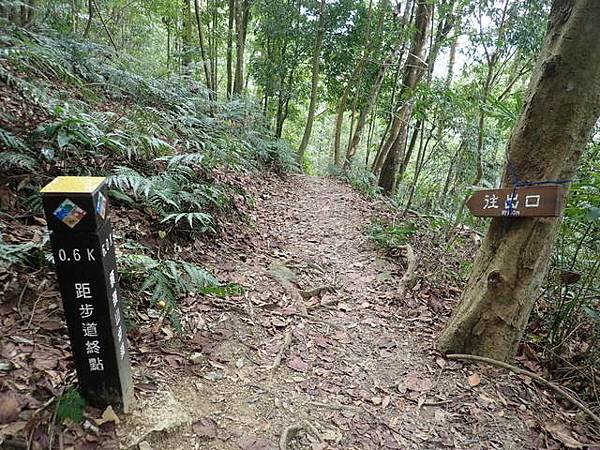 橫嶺山步道 (137).JPG